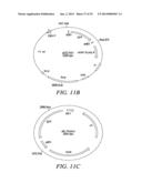 RECOMBINATIONAL CLONING USING NUCLEIC ACIDS HAVING RECOMBINATION SITES diagram and image