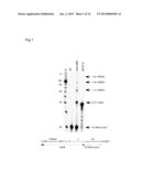 USE OF TEMPLATE SWITCHING FOR DNA SYNTHESIS diagram and image