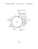 DinQ-sRNA TYPE I TOXIN-ANTITOXIN SYSTEM FOR PLASMID MAINTENANCE diagram and image