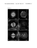 USE OF ACETYLATED TUBULIN AS A BIOMARKER OF DRUG RESPONSE TO     FURAZANOBENZIMIDAZOLES diagram and image