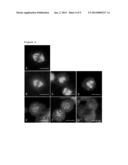 USE OF ACETYLATED TUBULIN AS A BIOMARKER OF DRUG RESPONSE TO     FURAZANOBENZIMIDAZOLES diagram and image