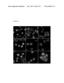 USE OF ACETYLATED TUBULIN AS A BIOMARKER OF DRUG RESPONSE TO     FURAZANOBENZIMIDAZOLES diagram and image