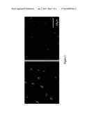 Delivery of Therapeutic Agents Using Oligonucleotide-Modified     Nanoparticles as Carriers diagram and image