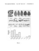 METHODS FOR INCREASING THE ANTHOCYANIN CONTENT OF CITRUS FRUIT diagram and image