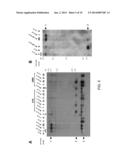 METHODS FOR INCREASING THE ANTHOCYANIN CONTENT OF CITRUS FRUIT diagram and image