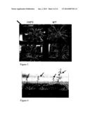 Plant Responses diagram and image