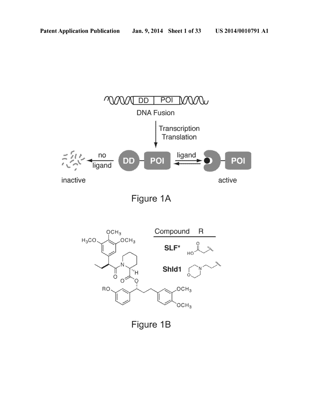 METHODS FOR REGULATING PROTEIN FUNCTION IN CELLS IN VIVO USING SYNTHETIC     SMALL MOLECULES - diagram, schematic, and image 02