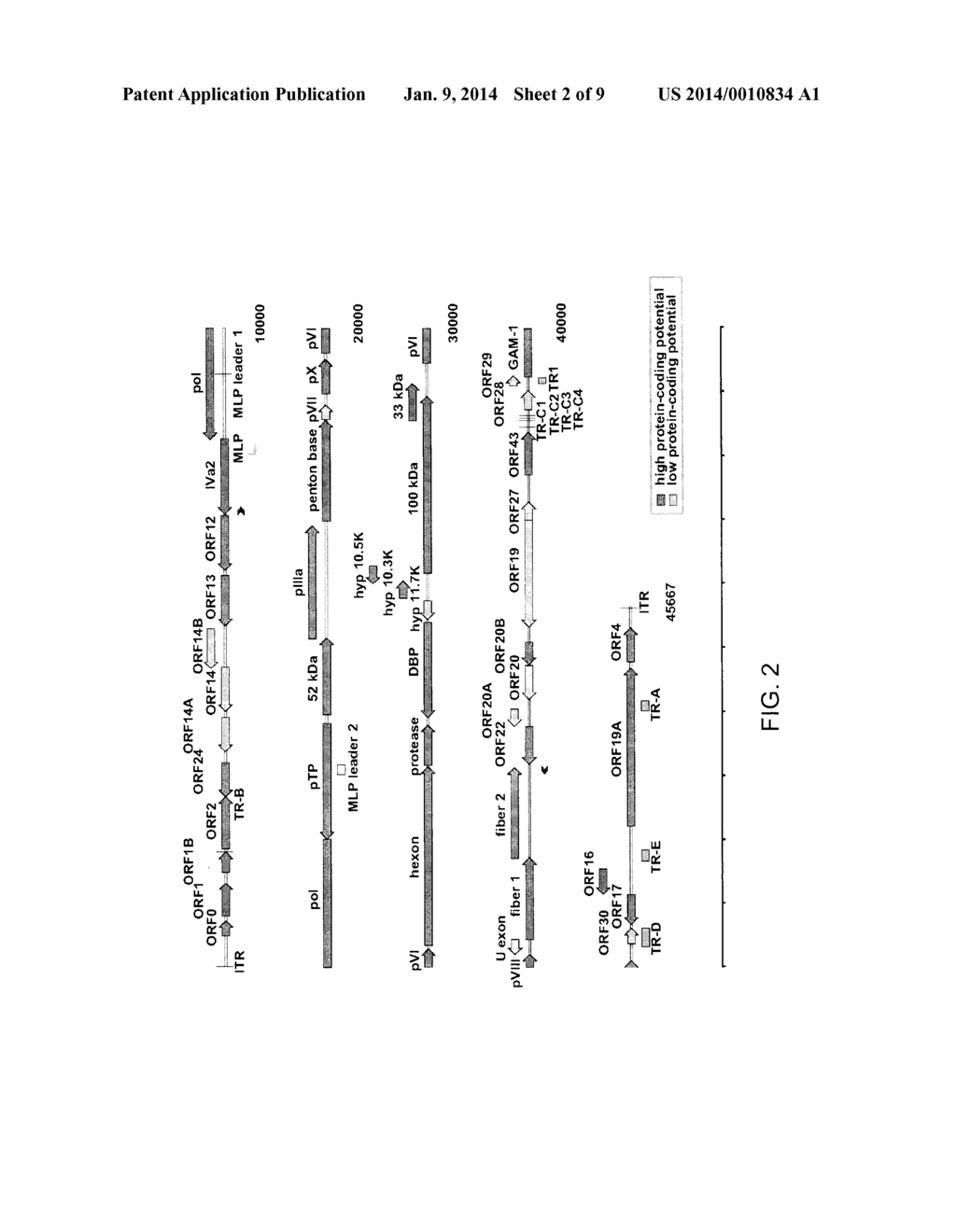 NON-PATHOGENIC SEROTYPE 4 FOWL ADENOVIRUS (FADV-4) AND VIRAL VECTOR     THEREOF - diagram, schematic, and image 03