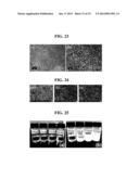 COMPOSITION FOR PREPARING SEPARATOR, METHOD FOR PREPARING SEPARATOR, AND     ELECTROCHEMICAL DEVICE HAVING SEPARATOR PREPARED THEREFROM diagram and image