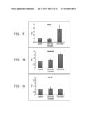 METHODS OF REPROGRAMMING RENAL CELLS diagram and image