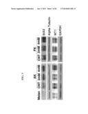 METHODS OF REPROGRAMMING RENAL CELLS diagram and image