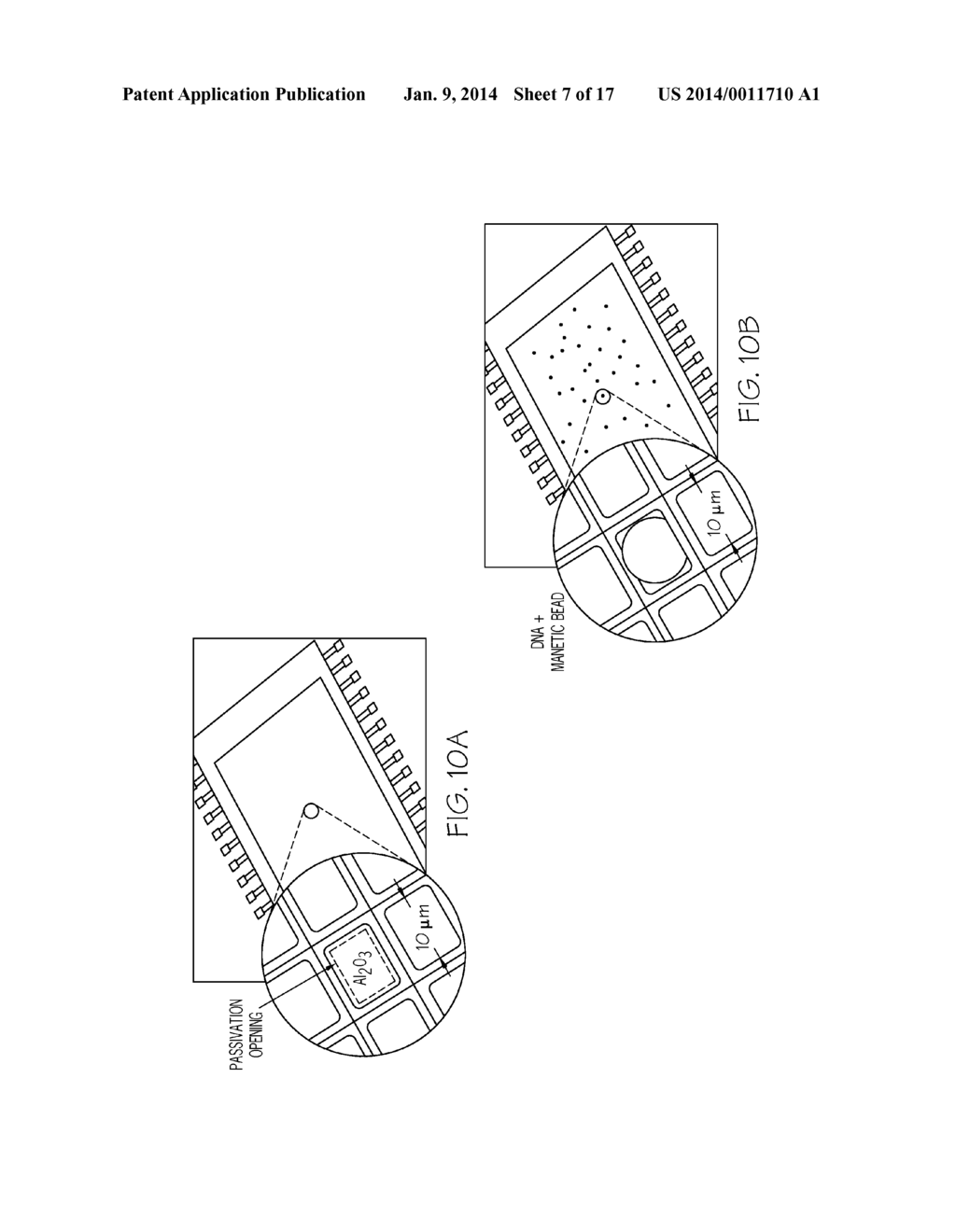 ACTIVE-ELECTRODE INTEGRATED BIOSENSOR ARRAY AND METHODS FOR USE THEREOF - diagram, schematic, and image 08