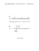 SYNDECAN PEPTIDES AND POLYPEPTIDES AS INHIBITORS OF CANCER diagram and image