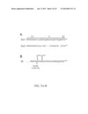 SYNDECAN PEPTIDES AND POLYPEPTIDES AS INHIBITORS OF CANCER diagram and image