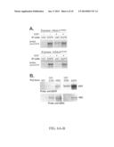 SYNDECAN PEPTIDES AND POLYPEPTIDES AS INHIBITORS OF CANCER diagram and image