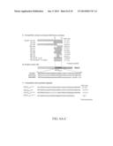 SYNDECAN PEPTIDES AND POLYPEPTIDES AS INHIBITORS OF CANCER diagram and image