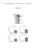 MYOSIN BINDING PROTEIN-C FOR USE IN METHODS RELATING TO DIASTOLIC HEART     FAILURE diagram and image