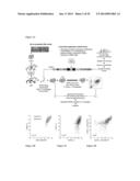 Compositions and Methods for Treating Leukemia diagram and image