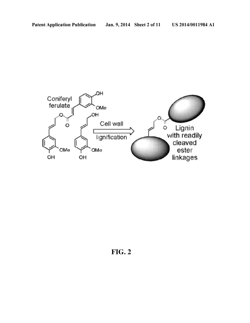 METHOD FOR MODIFYING LIGNIN STRUCTURE USING MONOLIGNOL FERULATE CONJUGATES - diagram, schematic, and image 03