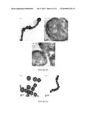 Targeted hollow gold nanostructures and methods of use diagram and image