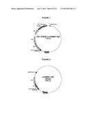 PAPAVER BRACTEATUM WITH MODIFIED ALKALOID CONTENT diagram and image