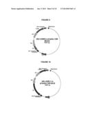 PAPAVER BRACTEATUM WITH MODIFIED ALKALOID CONTENT diagram and image