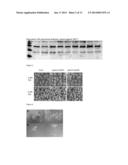 PLANT GENES THAT CONFER RESISTANCE TO TRICHOTHECENE MYCOTOXINS AND     FUSARIUM HEAD BLIGHT diagram and image