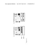 PLANT GENES THAT CONFER RESISTANCE TO TRICHOTHECENE MYCOTOXINS AND     FUSARIUM HEAD BLIGHT diagram and image