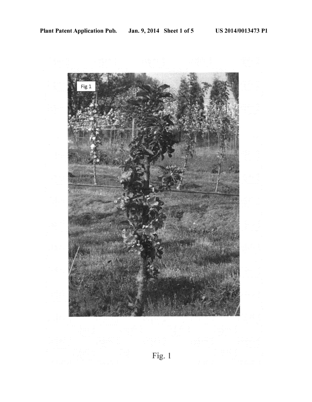 Columnar apple tree named 'Rosalie' - diagram, schematic, and image 03