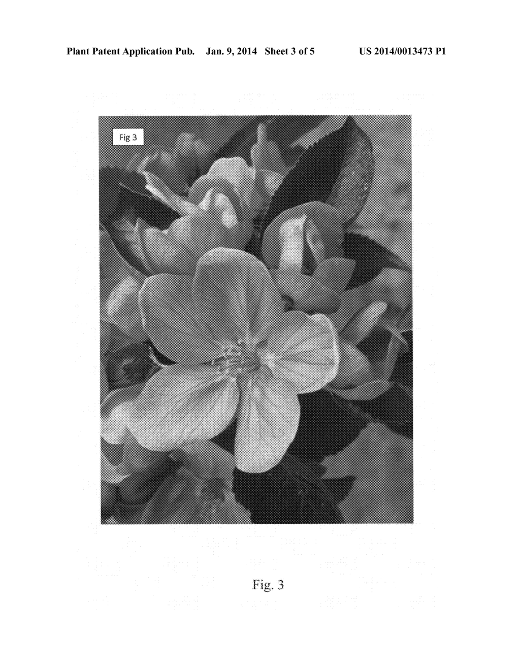 Columnar apple tree named 'Rosalie' - diagram, schematic, and image 05