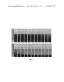 NONINVASIVE, CONTINUOUS IN VITRO SIMULTANEOUS MEASUREMENT OF TURBIDITY AND     CONCENTRATION diagram and image