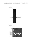 BACTERIOPHAGE AND ANTIBACTERIAL COMPOSITION COMPRISING THE SAME diagram and image