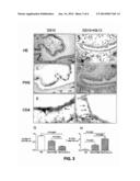 KLK-13 ANTIBODY INHIBITOR FOR TREATING DRY EYE diagram and image