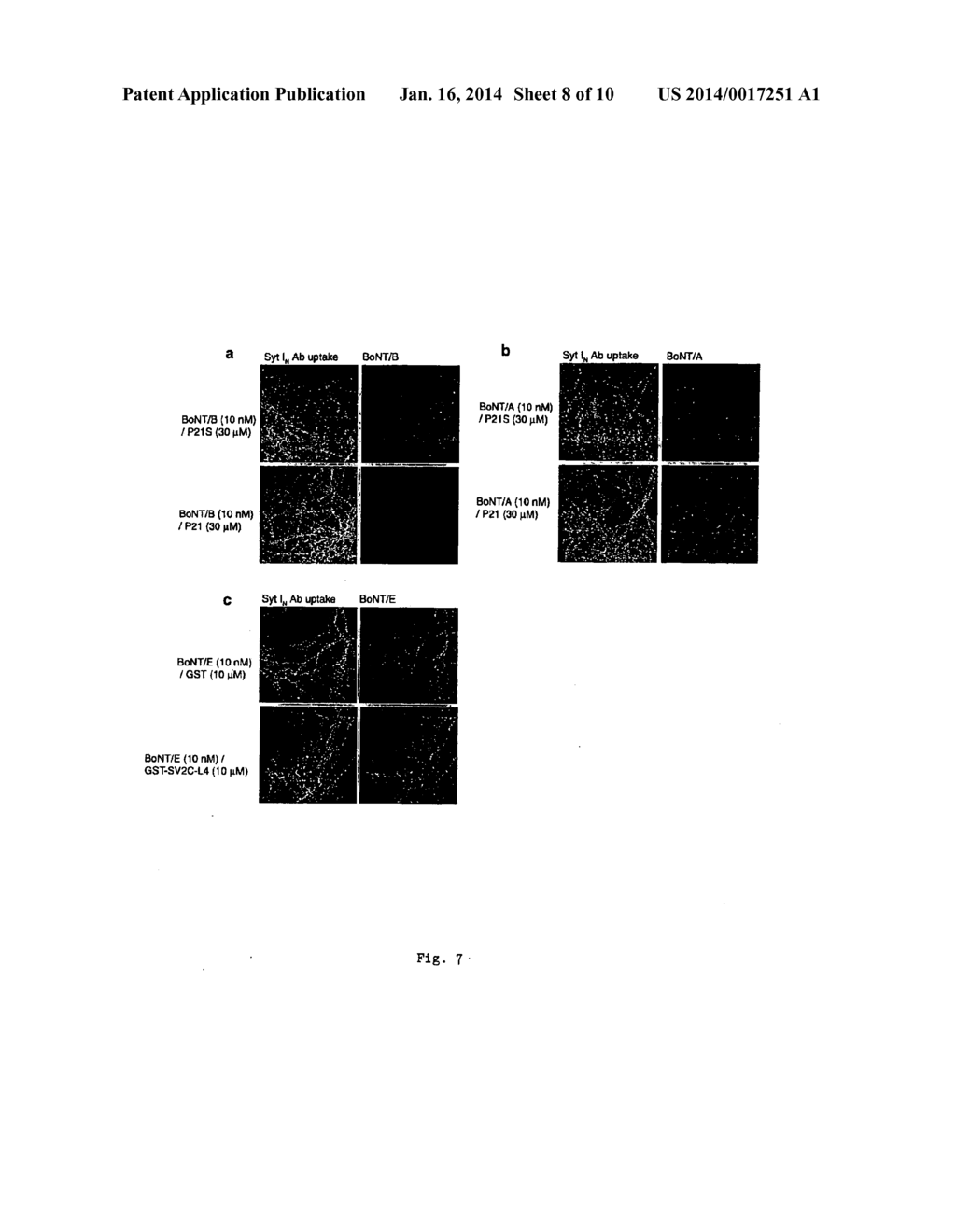 BOTULINUM NEUROTOXIN A RECEPTOR AND THE USE THEREOF - diagram, schematic, and image 09