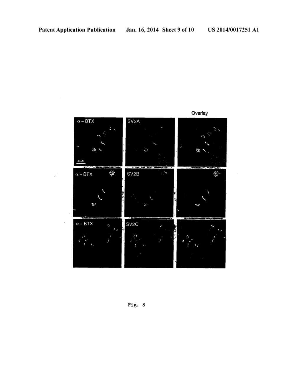 BOTULINUM NEUROTOXIN A RECEPTOR AND THE USE THEREOF - diagram, schematic, and image 10