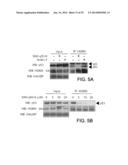 Cancer Therapies and Diagnostics diagram and image