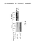 Cancer Therapies and Diagnostics diagram and image