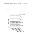 METHOD OF INHIBITING TAU PHOSPHORYLATION diagram and image