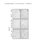 METHOD OF INHIBITING TAU PHOSPHORYLATION diagram and image