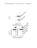 METHOD OF INHIBITING TAU PHOSPHORYLATION diagram and image