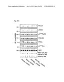 METHOD OF INHIBITING TAU PHOSPHORYLATION diagram and image