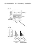 METHOD OF INHIBITING TAU PHOSPHORYLATION diagram and image