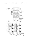 METHOD OF INHIBITING TAU PHOSPHORYLATION diagram and image