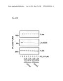 METHOD OF INHIBITING TAU PHOSPHORYLATION diagram and image