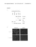 BIOLOGICAL MARKERS PREDICTIVE OF ANTI-CANCER RESPONSE TO EPIDERMAL GROWTH     FACTOR RECEPTOR KINASE INHIBITORS diagram and image