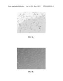 MIRNA EXPRESSION VECTOR diagram and image