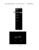 csRRM2 GENE AND ITS USE FOR IMPROVING TRAITS IN INDUSTRIAL CROPS diagram and image