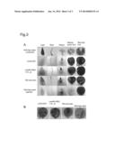 FRUIT-SPECIFIC PROMOTER diagram and image