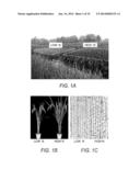 Novel Use of a Dense and Erect Panicle 1 Gene in Improving Nitrogen     Utilization Efficiency diagram and image