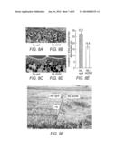 Novel Use of a Dense and Erect Panicle 1 Gene in Improving Nitrogen     Utilization Efficiency diagram and image